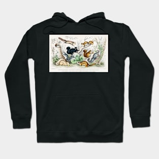 Antique British Illustration of Squirrels (1820) Hoodie